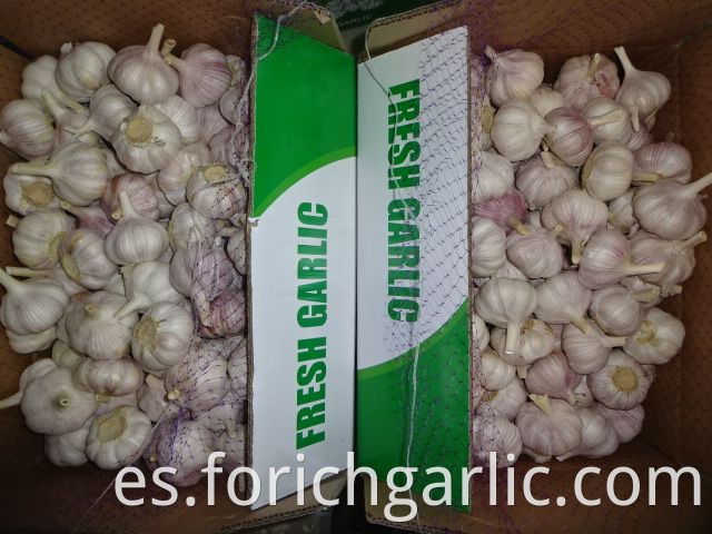 Normal Garlic Fresh Crop 2019